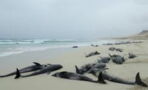 136 Dolphins Found Dead On A Beach In Cape Verde