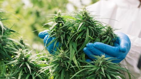 COVID-19: Cannabis compounds found to be effective against virus, study finds