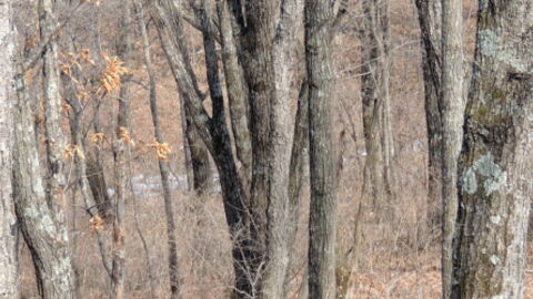 People Are Going Insane Looking For The 'Invisible Leopard' In This Image, Can You Find It?