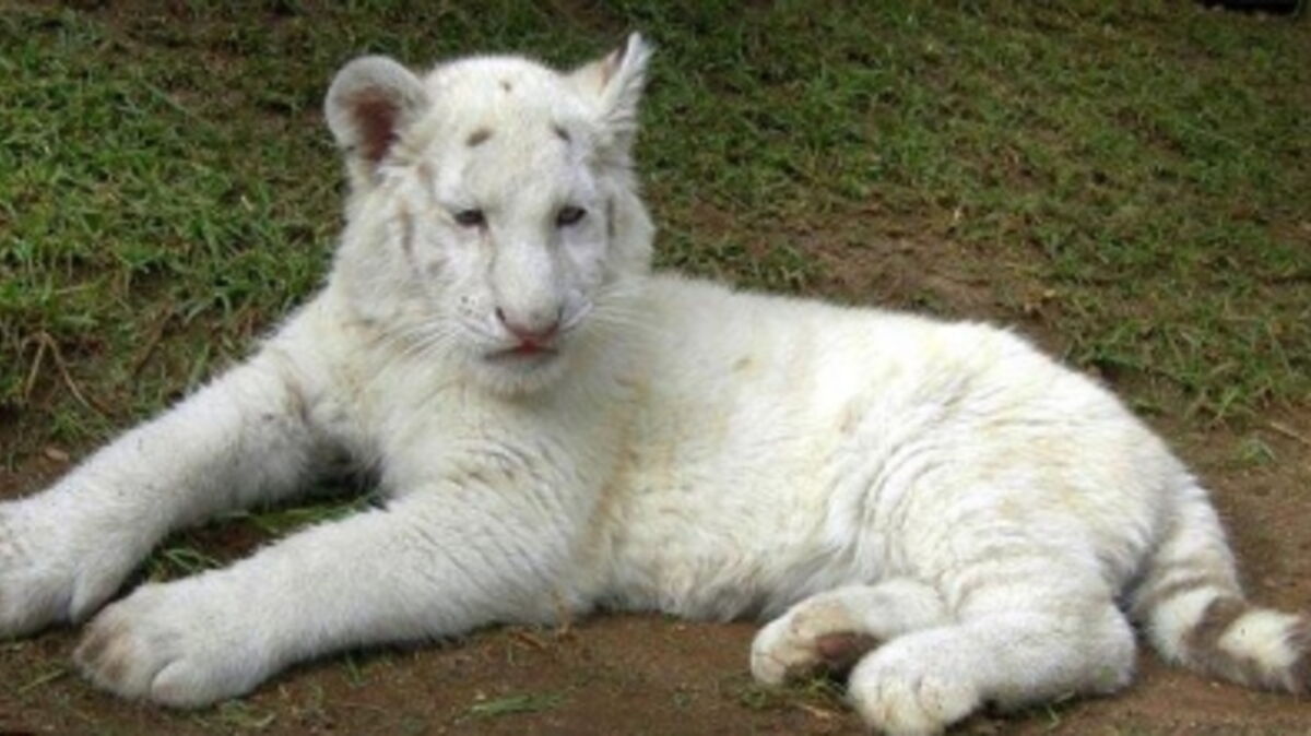 un-tigre-blanc-du-bengale-est-n-sans-rayure-en-afrique