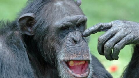 Un chimpanzé croque le doigt du directeur de son zoo