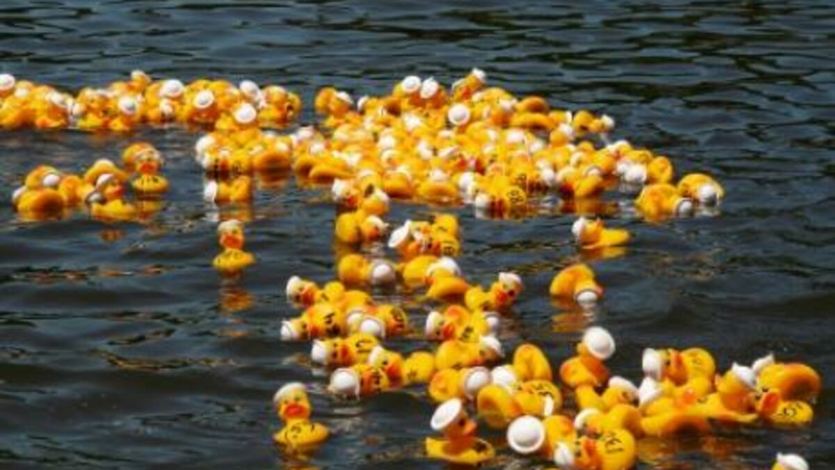 250 000 canards en plastique dérivent sur la Tamise pour une oeuvre  caritative