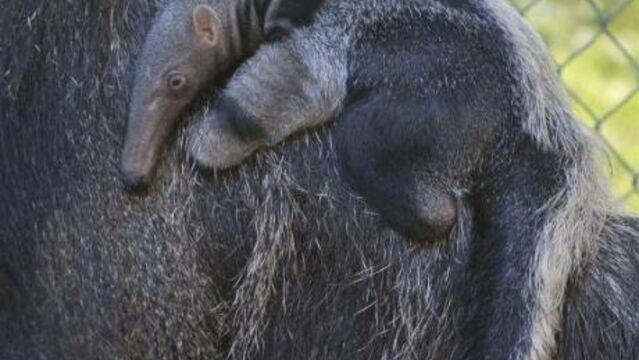 Un Bebe Tamanoir Nait A San Francisco