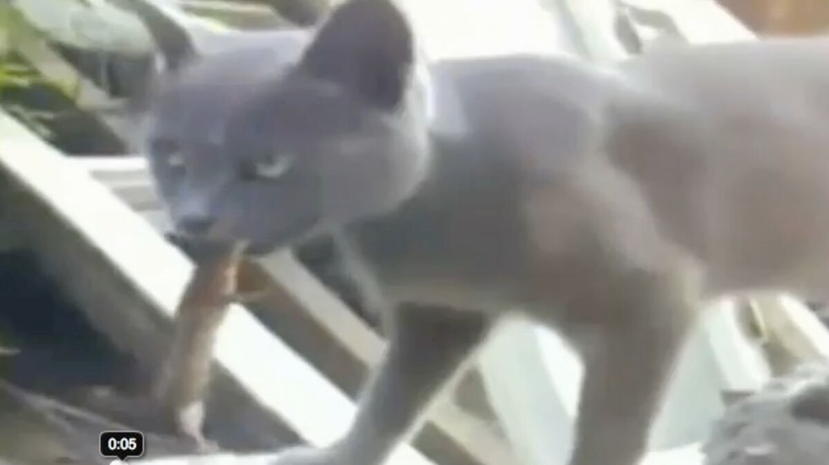 Piege Par Un Chat Un Lezard Mord La Langue Du Felin