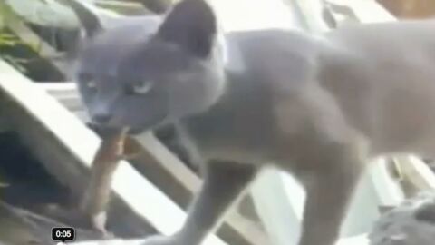 Ce Chat A Un Lezard Pendu Au Bout De Sa Langue