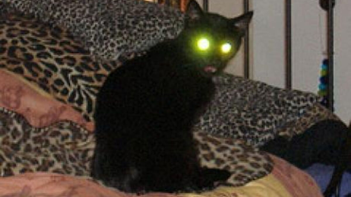 Un chat radioactif fait passer son maître pour un terroriste