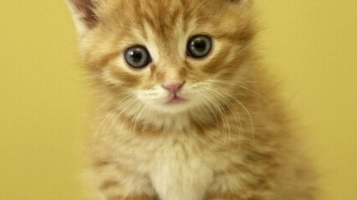 Decouvrez Des Bebes Chats Tous Plus Mignons Les Uns Que Les Autres