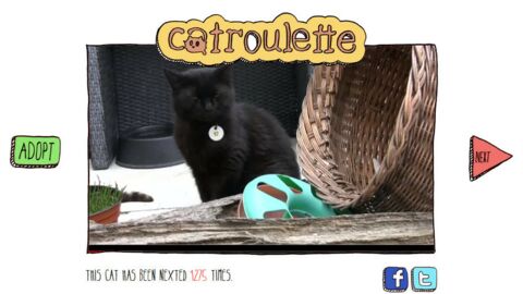 site de rencontre pour chat