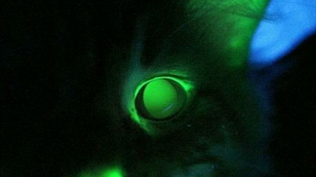 Incroyable Ce Chat Est Phosphorescent Dans Le Noir