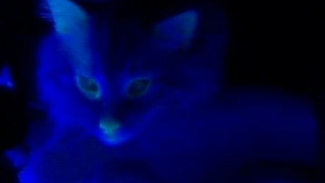 Incroyable Ce Chat Est Phosphorescent Dans Le Noir