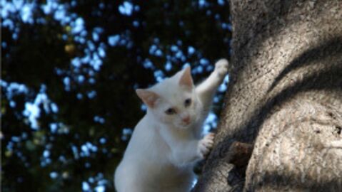 Etats Unis Un Chat Survit A Une Chute De 19 Etages