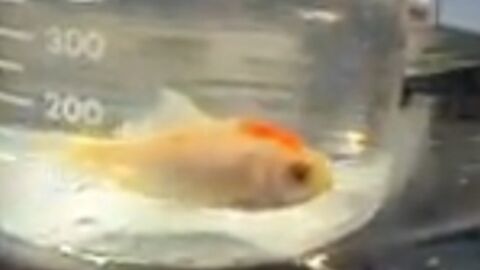 Un poisson glace au sang transparent à l'aquarium de Tokyo - Sciences et  Avenir