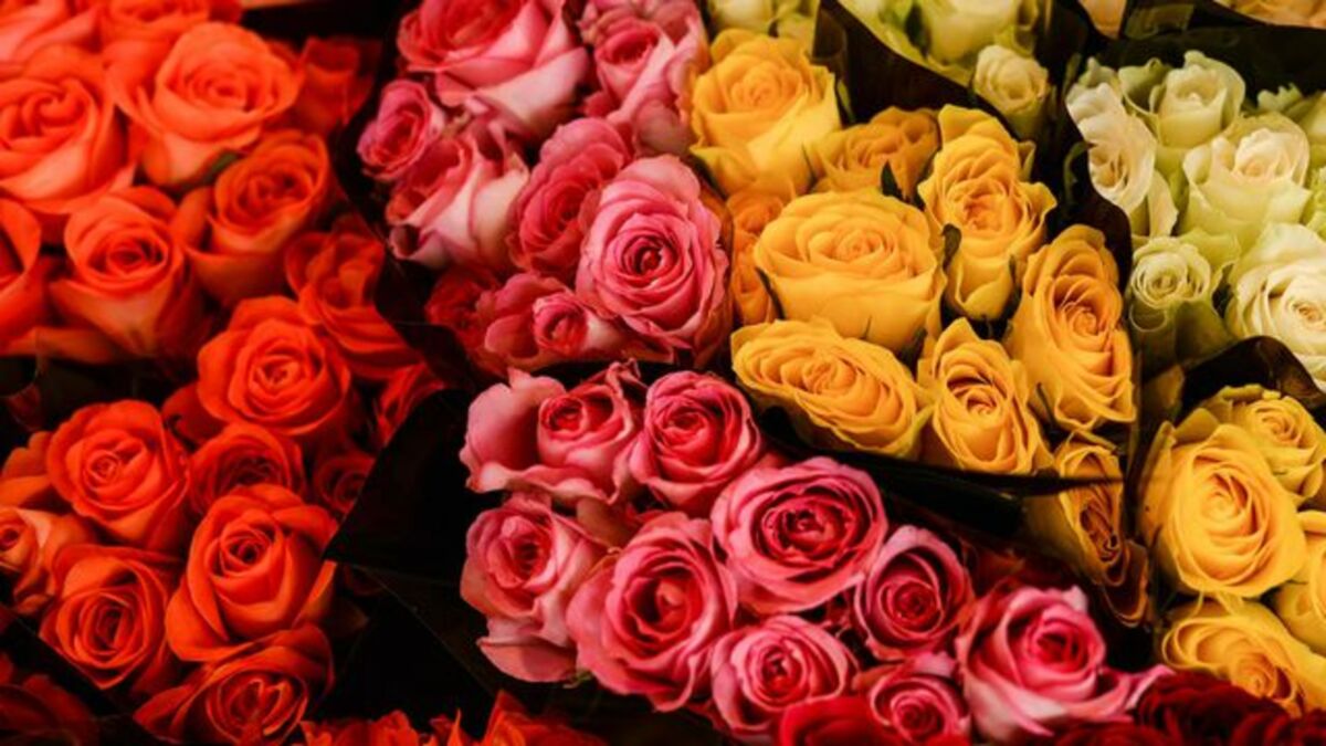Combien de roses doit-on offrir pour la Saint Valentin ?