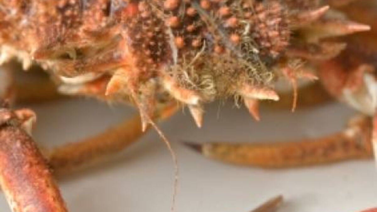 Un crabe géant bientôt au Sea Life Center de Birmingham