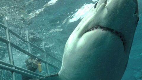 Les images d'un "requin satan" en Australie sèment la panique sur internet