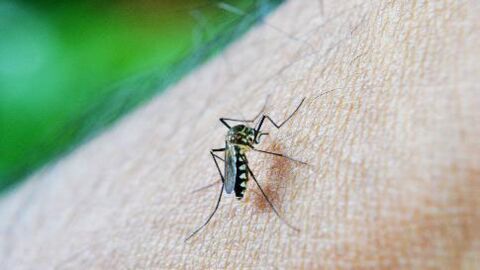 Voilà pourquoi il y a plus de moustiques cette année que d'habitude