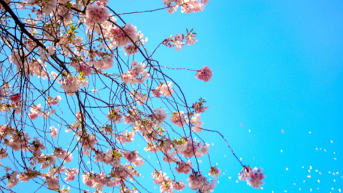 Pourquoi (et depuis quand) le printemps est-il le 20 mars