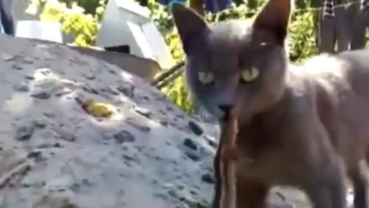 Ce chat a un lézard pendu au bout de sa langue