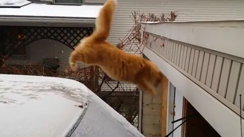 L Hilarante Chute D Un Chat Qui Voulait Sauter Depuis Le Toit D Une Voiture Enneigee