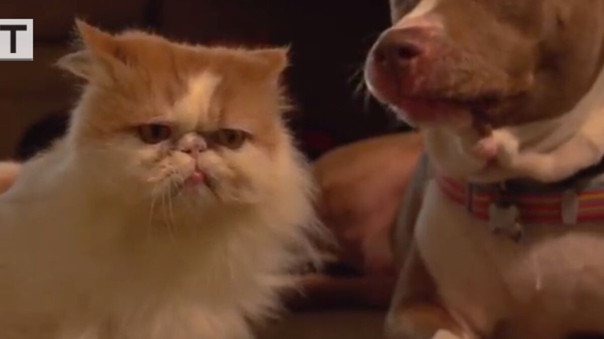 Decouvrez Une Bataille D Anthologie Entre Un Chat Et Un Chien En Slow Motion