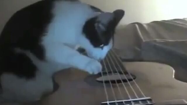 Ce chat joue de la guitare pendant un tremblement de terre !