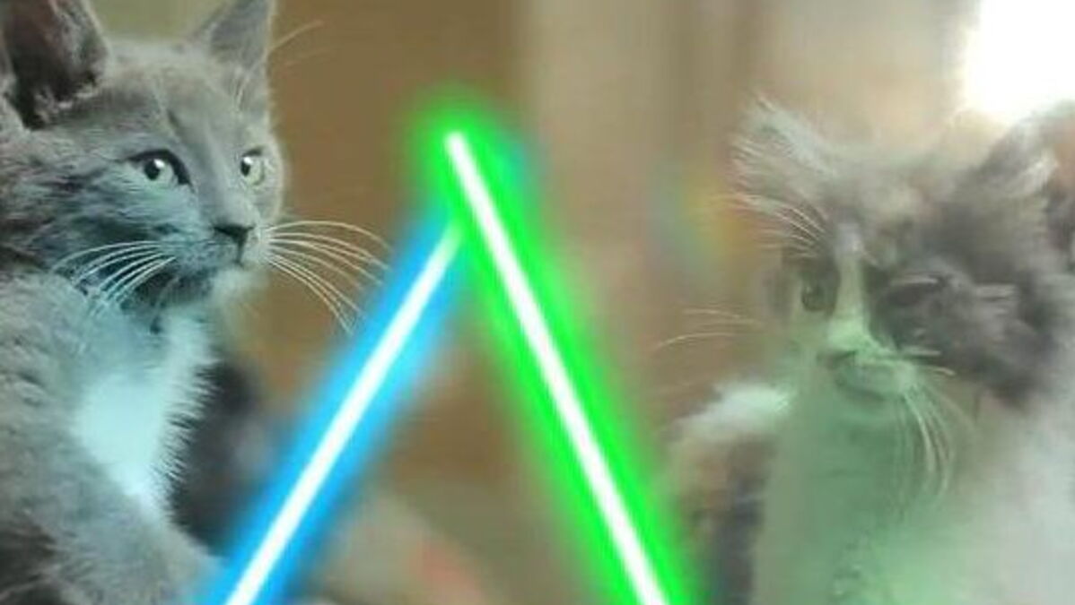 Ces Chats S Affrontent Avec Des Sabres Laser