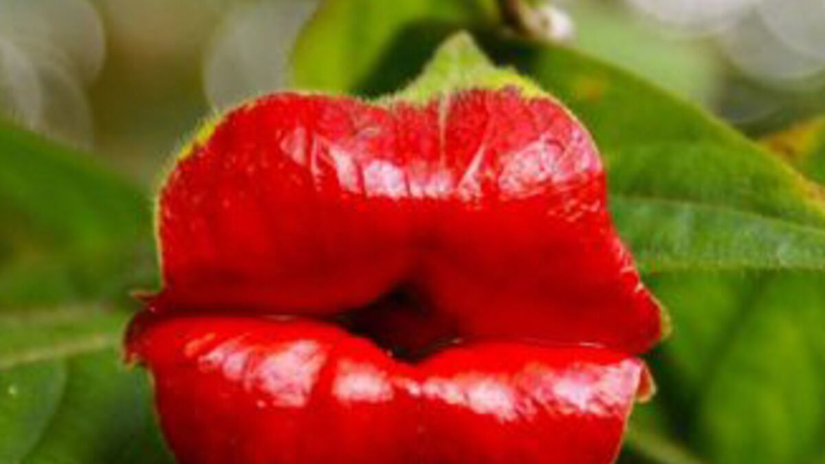 Oseriez-vous embrasser cette fleur en forme de bouche?