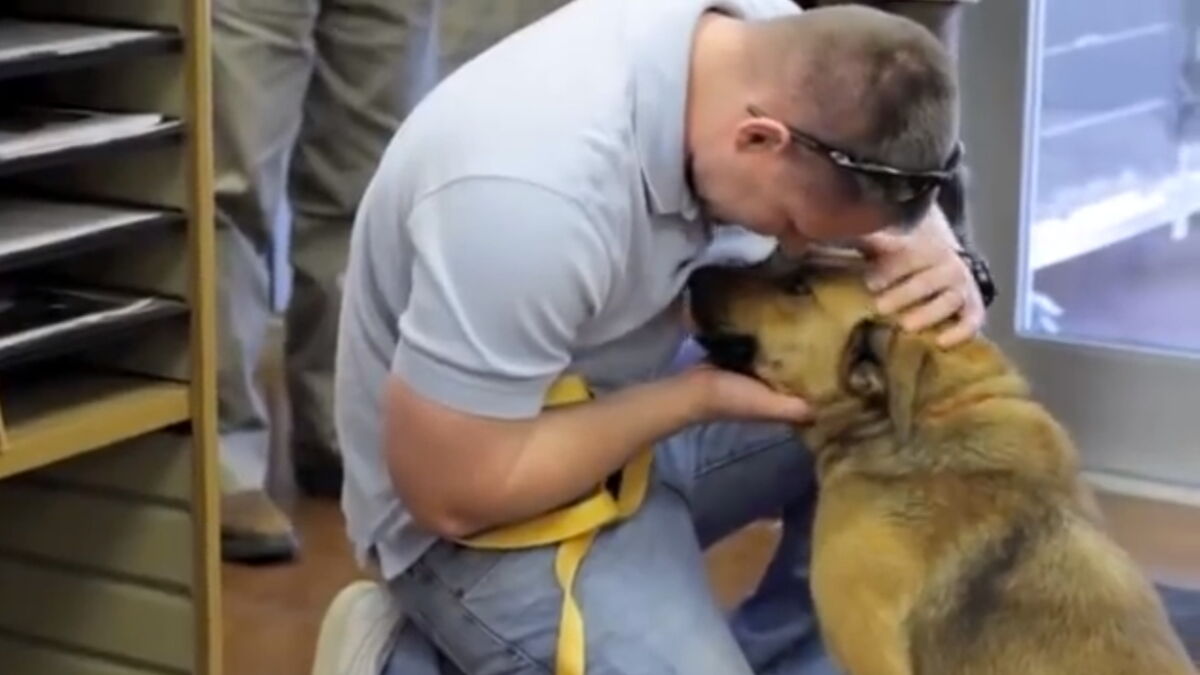 L'émouvante histoire de Dora, une chienne qui retrouve son maître après