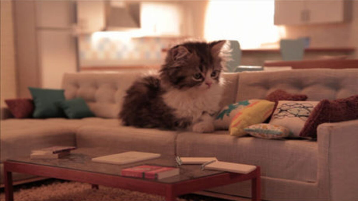 Entrez Dans Les Coulisses De La Pub Bouygues Telecom Avec Les Chatons