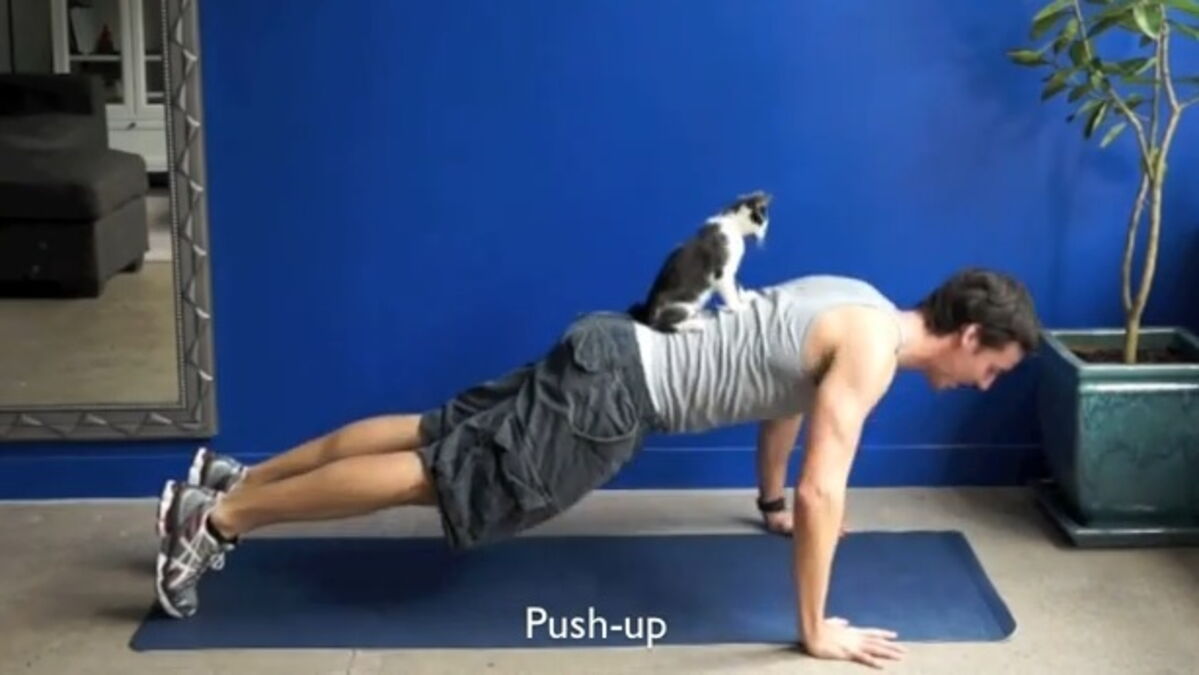 Voici Comment Votre Chat Peut Vous Servir A Faire Du Sport