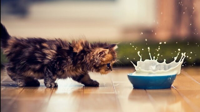 Decouvrez Le Chaton Le Plus Mignon Du Monde En Images