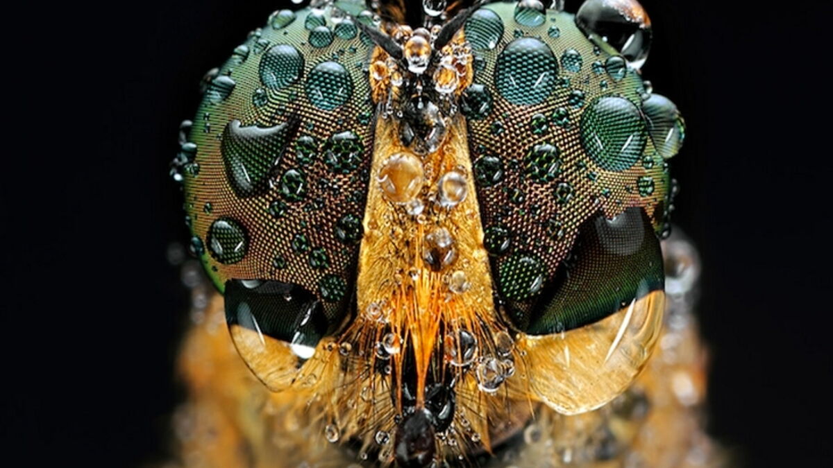 Faites la connaissance des insectes les yeux dans les yeux!