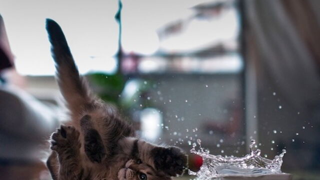 Decouvrez Le Chaton Le Plus Mignon Du Monde En Images