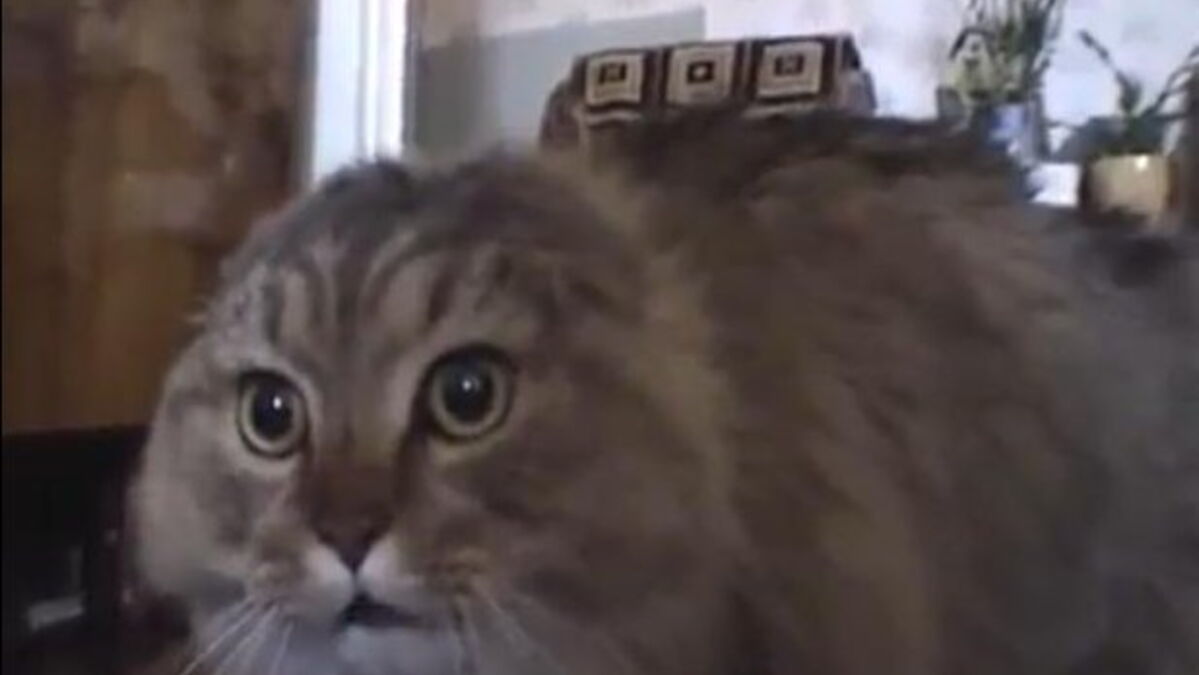 Cette Video Youtube Est La Plus Drole Du Monde Selon Google