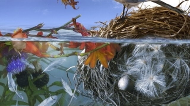 Sony World Photography Awards 2013 candidats sélectionnés