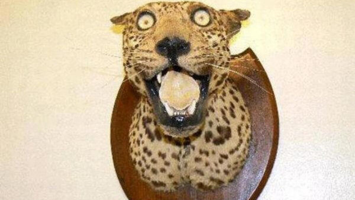 Top 10 des pires animaux empaillés totalement étranges