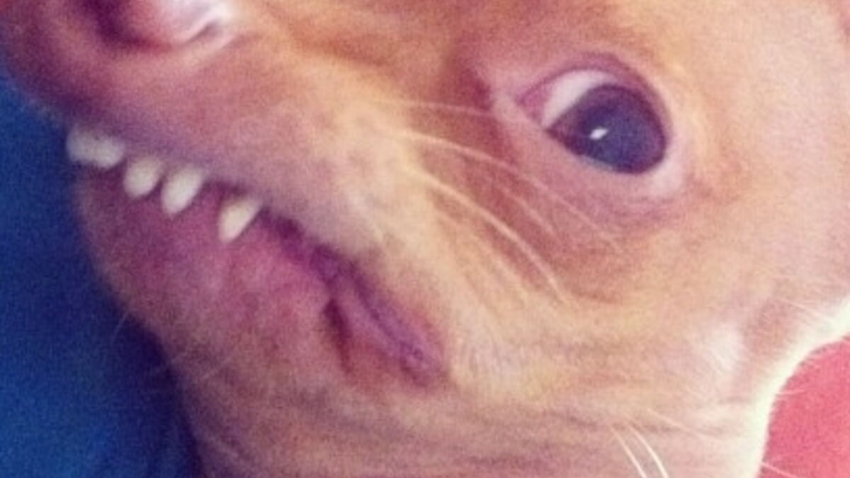 Photos Découvrez Tuna, un chihuahua devenu une star d'Instagram