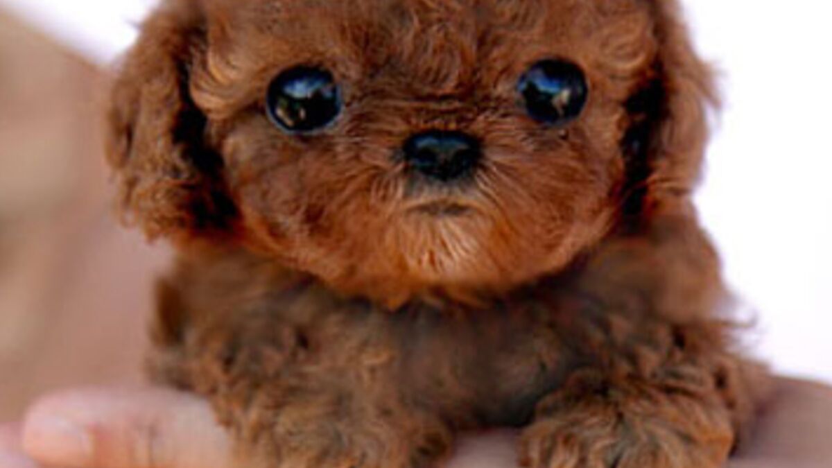 Ces Bebes Animaux Vont Vous Faire Totalement Craquer