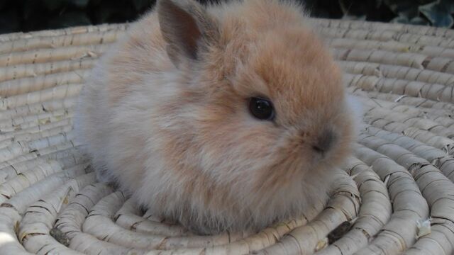 Bebes Lapins Decouvrez Ces Irresistibles Petites Boules De Poils En Images