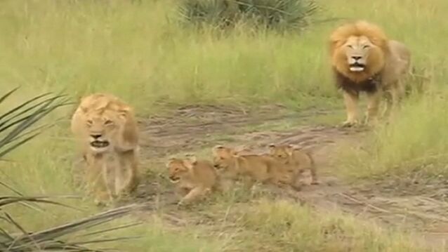 Ces adorables lionceaux essaient de rugir comme leur papa