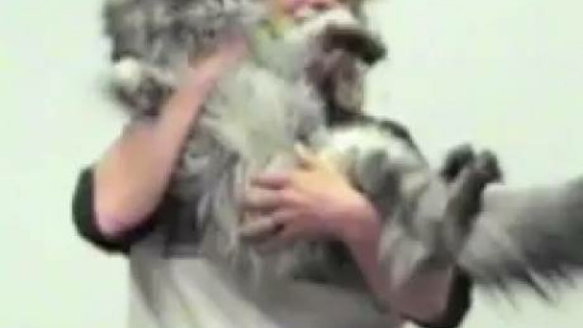 Record Ce Chat Est Le Plus Long Du Monde