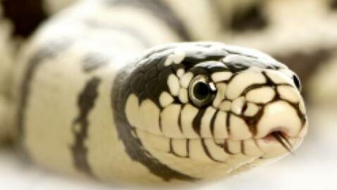 Une centaine de serpents à sonnette découverts sous une maison