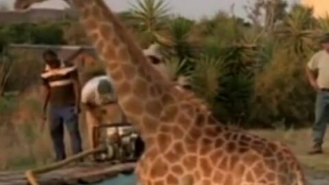 Le sauvetage d'une girafe coincée dans une piscine en vidéo