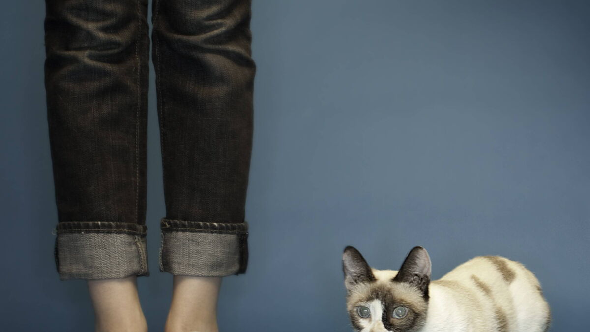 Ce Chat Est Le Plus Petit Du Monde