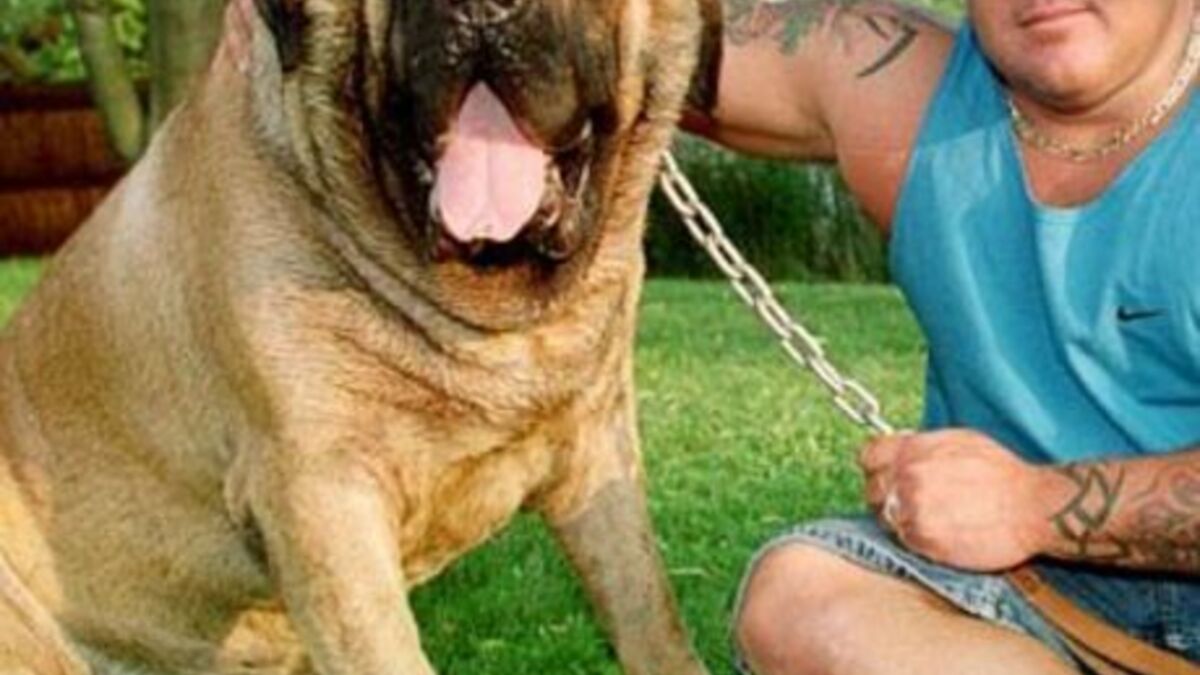Le plus gros chien du monde est un mastiff appelé Hercules
