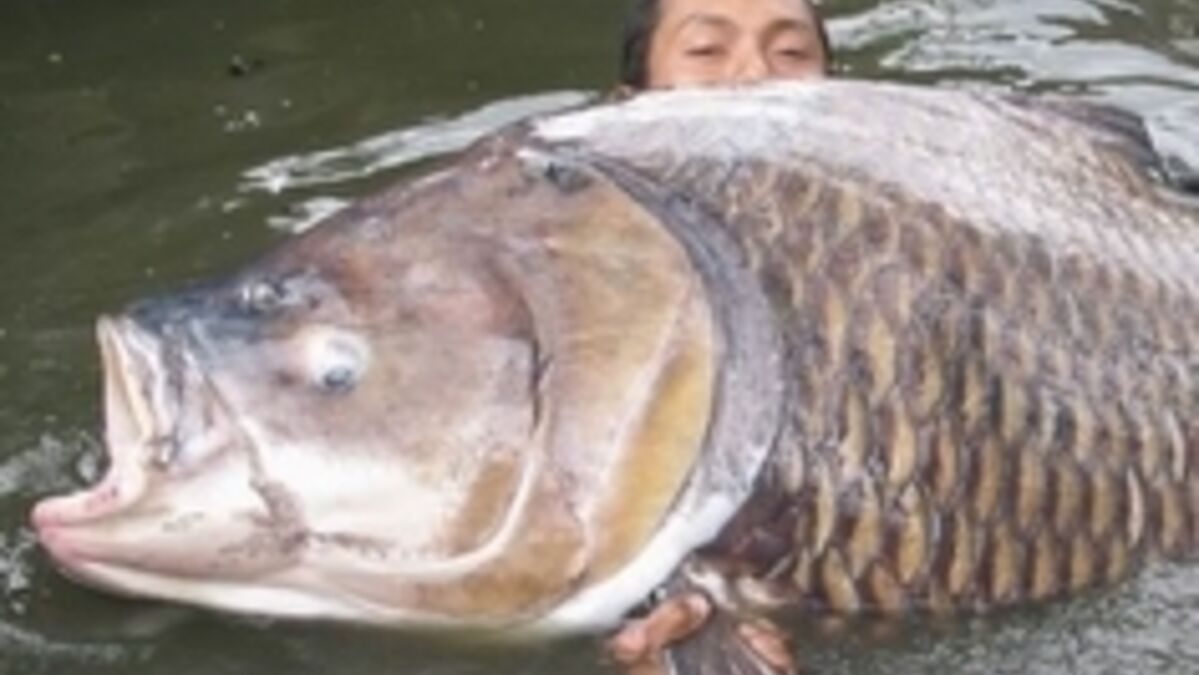 La plus grosse carpe du monde découvrez le monstrueux poisson de Thaïlande La plus grosse carpe du monde découvrez le monstrueux poisson de Thaïlande