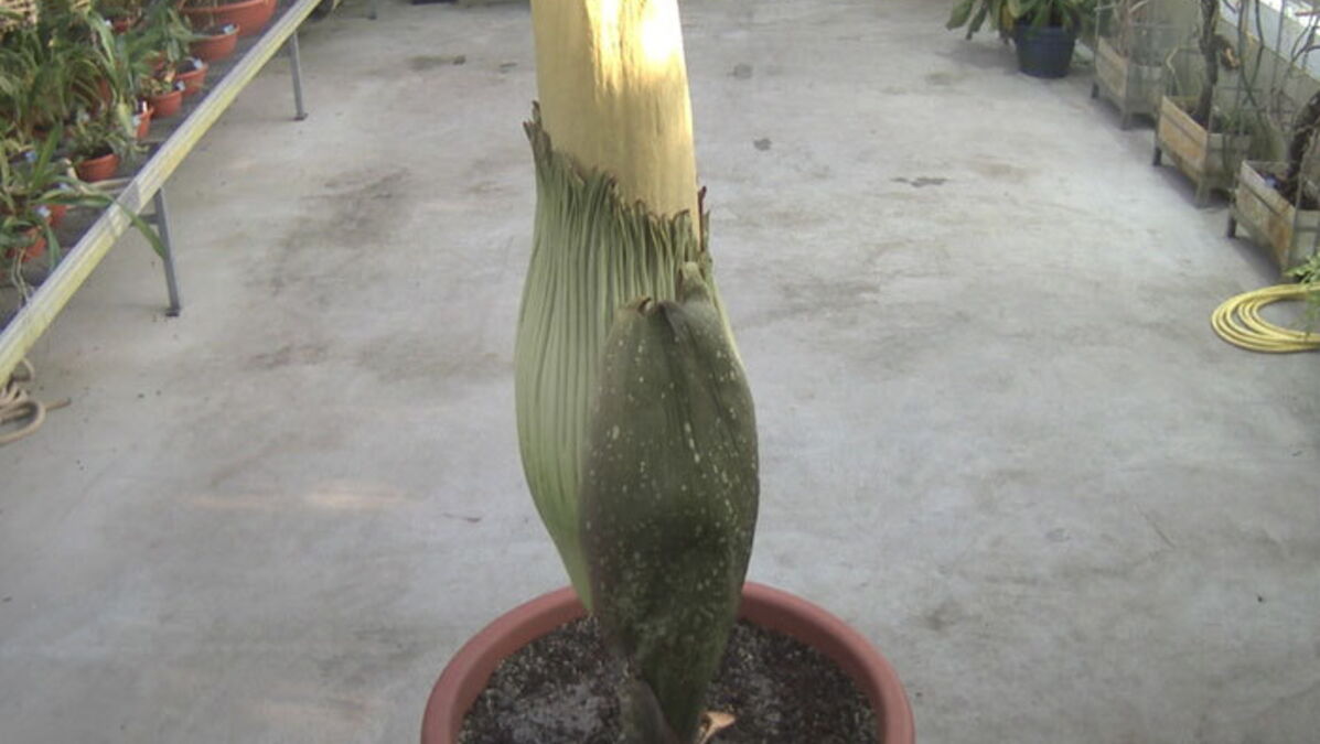 Suisse: Un "pénis de titan" attire les curieux