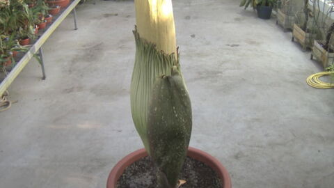 Suisse: Un "pénis de titan" attire les curieux