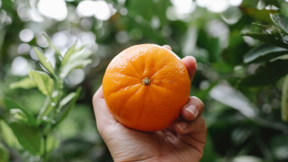 Clémentine ou mandarine, quelle différence ?