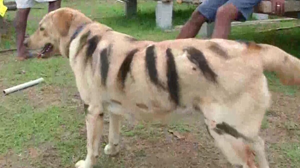 A man painted his dog as a tiger to protect his farm